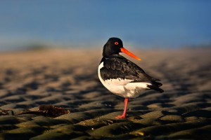 ustricnik-3100-ur.jpg